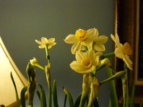 水仙之梦机制最新爆料,最新机制爆料深度解析  第2张